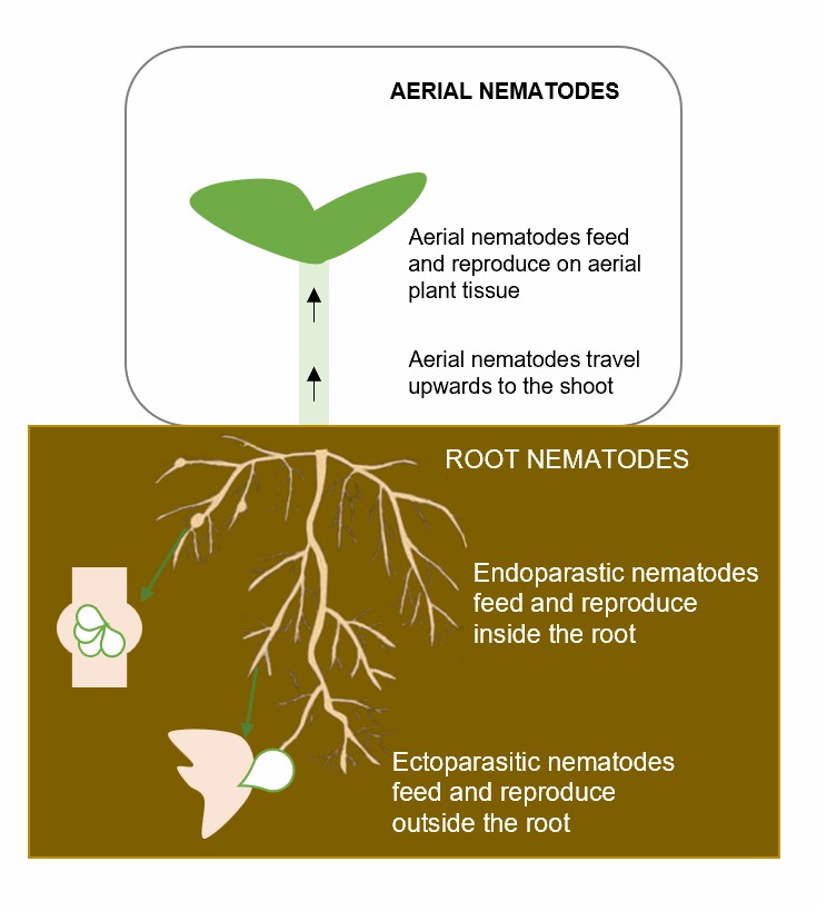 Summary of interactions between plant hosts and nematodes.