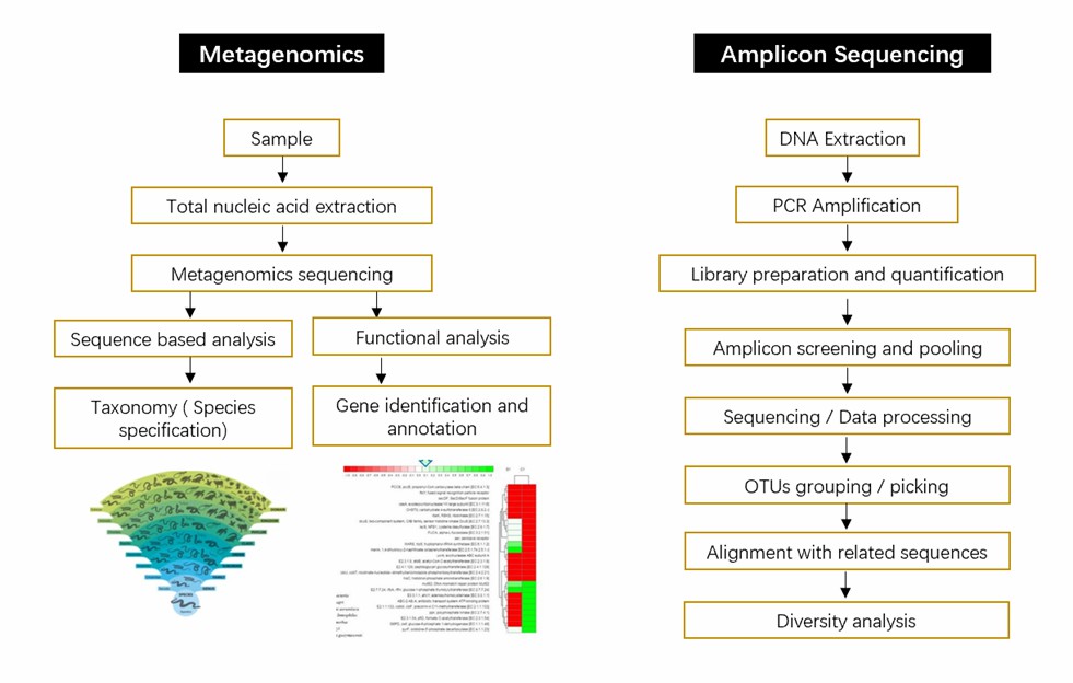 Detailed flowchart-based methodology for metagenomics and amplicon sequencing methods.