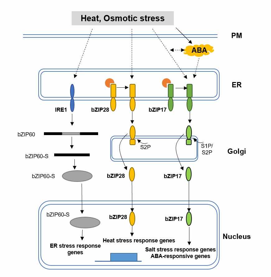 ER stress responses to heat, osmotic stress, and stress-related hormones in plants.