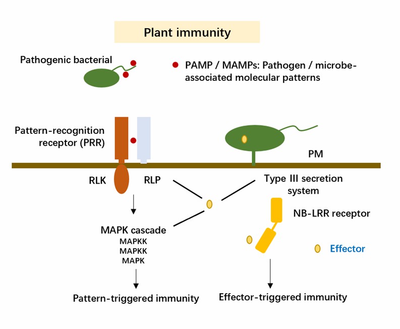 Plant immune system.