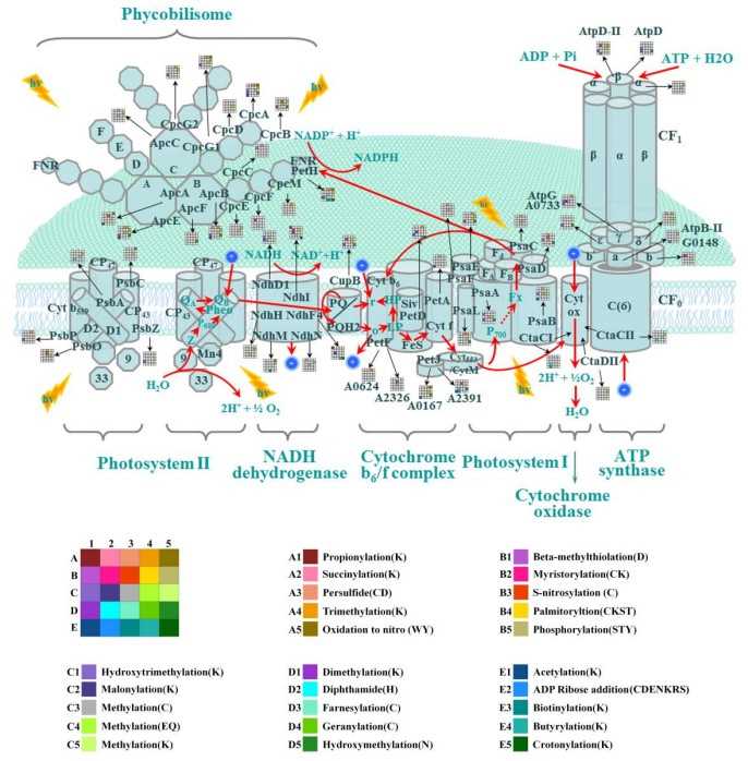 Working scheme of the holistic PTM events in photosynthesis pathways in cyanobacteria.