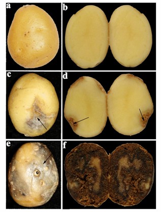 External and internal symptoms in potato tuber caused by Ditylenchus destructor.