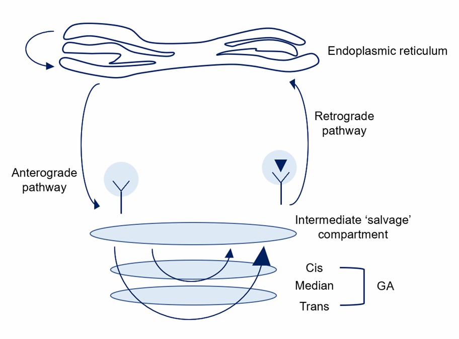 Possible mechanisms of ER protein retention.