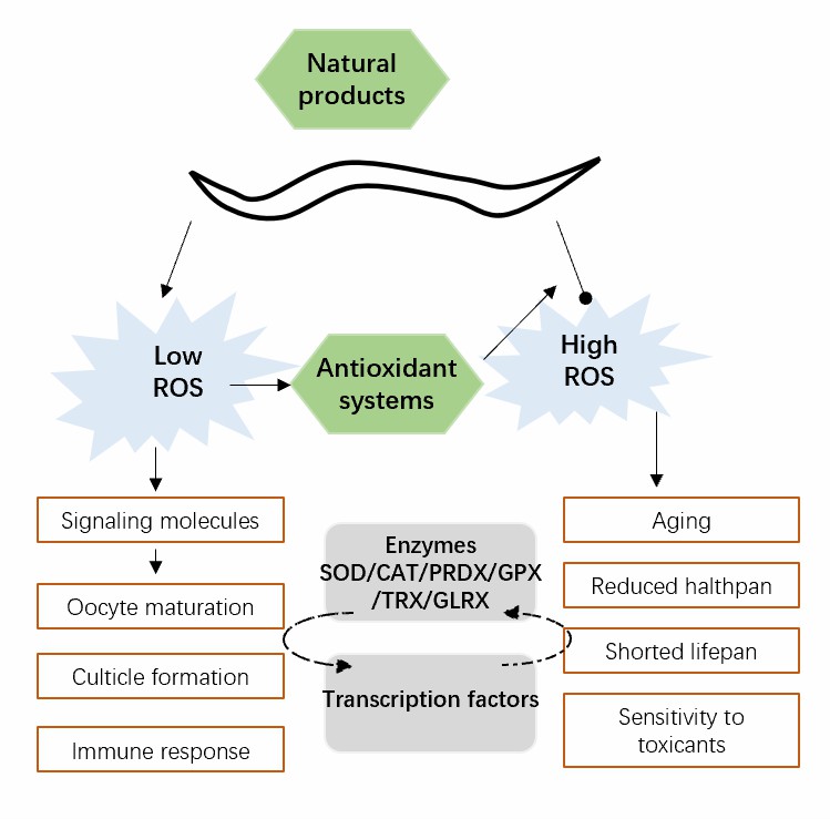 ROS-induced oxidative stress in nematodes.