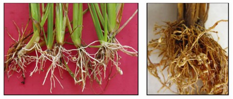 Root symptoms of rice root-knot nematode.