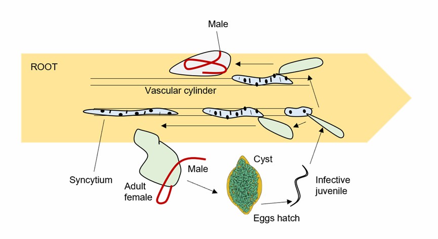 The life cycle of soybean cyst nematode.