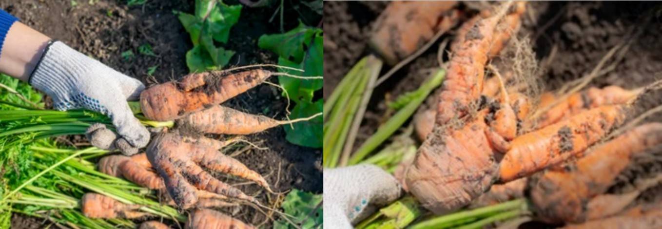 Deformed carrots with crooked and twisted roots caused by root knot nematodes.