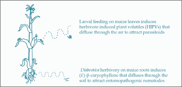 Fig. 1 Volatile compounds in maize as an indirect defense to control the attacking pest (Yactayo-Chang et al., 2020).