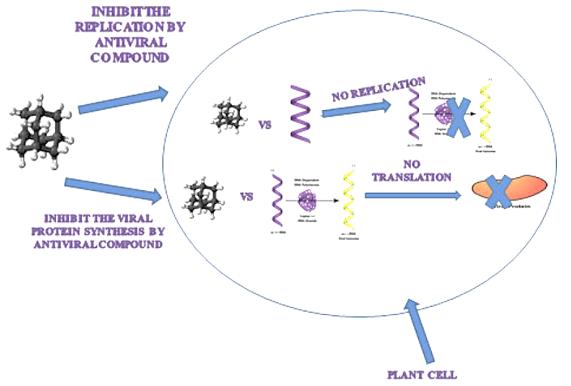 Fig. 1 Action mechanism of antiviral compounds inside the plant cell (Ahsan et al., 2022).