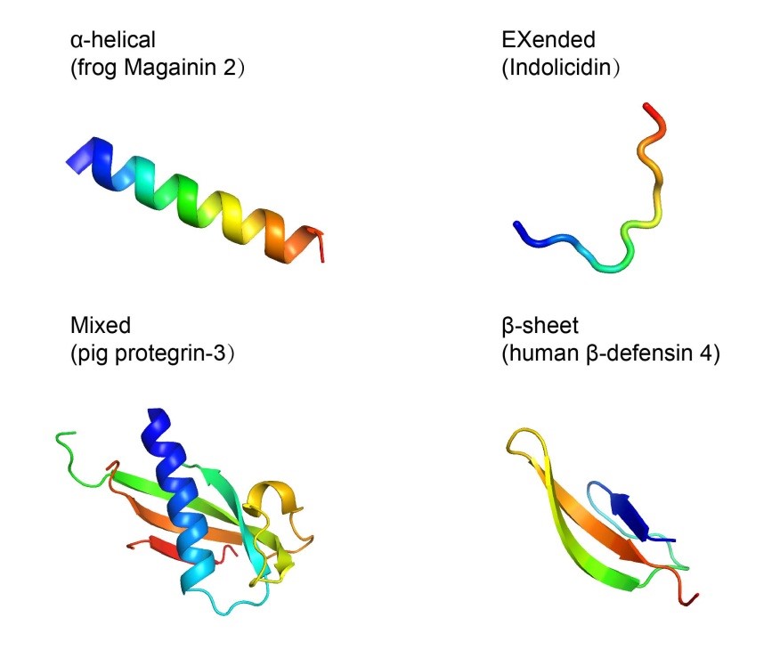 Figure 1 The  three-dimensional structures of four major classes of antimicrobial peptides