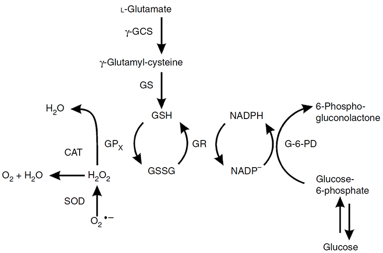Figure 1. Functions of three  antioxidant enzymes--catalase, superoxide  dismutase, and peroxidase (represented by glutathione peroxidase (GPx))  (Weydert  and Cullen, 2009).