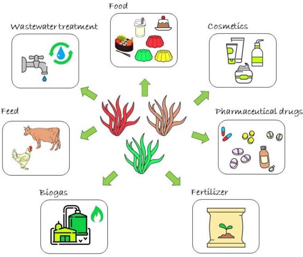 Human uses of seaweeds.