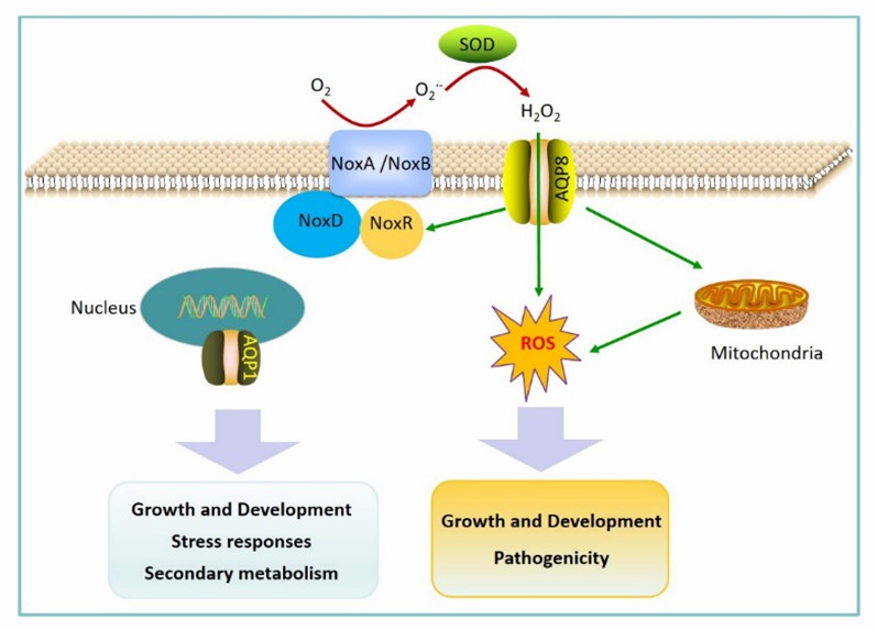 Fig. 1 A working model for the involvement of aquaporins in modulating pathogen pathogenicity (Li et al., 2020).