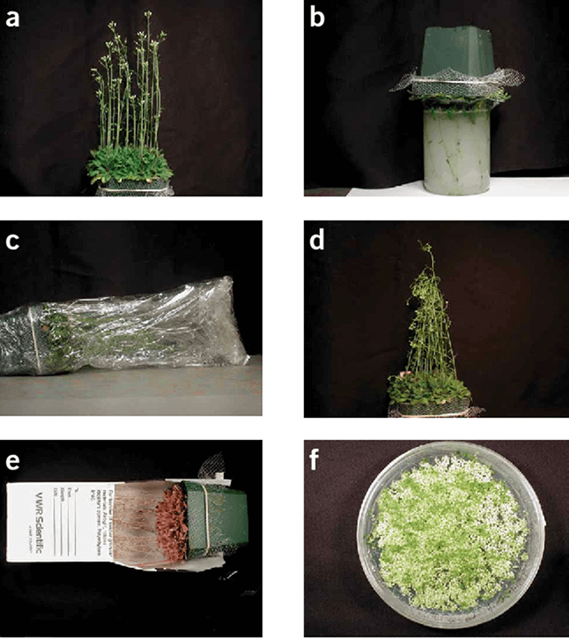 Agrobacterium-mediated transformation of Arabidopsis thaliana using the floral dip method.png