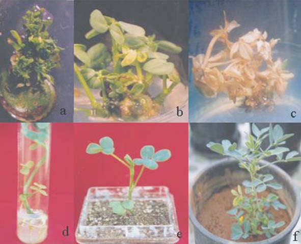 Agrobacterium mediated transformation of Arachis hypogaea L.