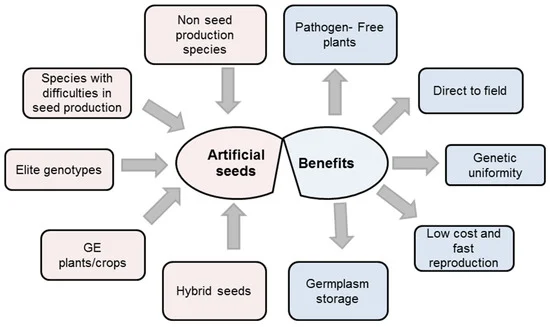 Artificial seed uses and benefits