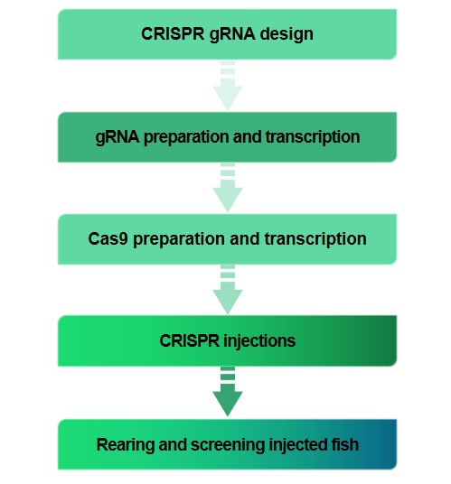 Figure 2. Flow chart of CRISPR/Cas9 technology services. - Lifeasible.