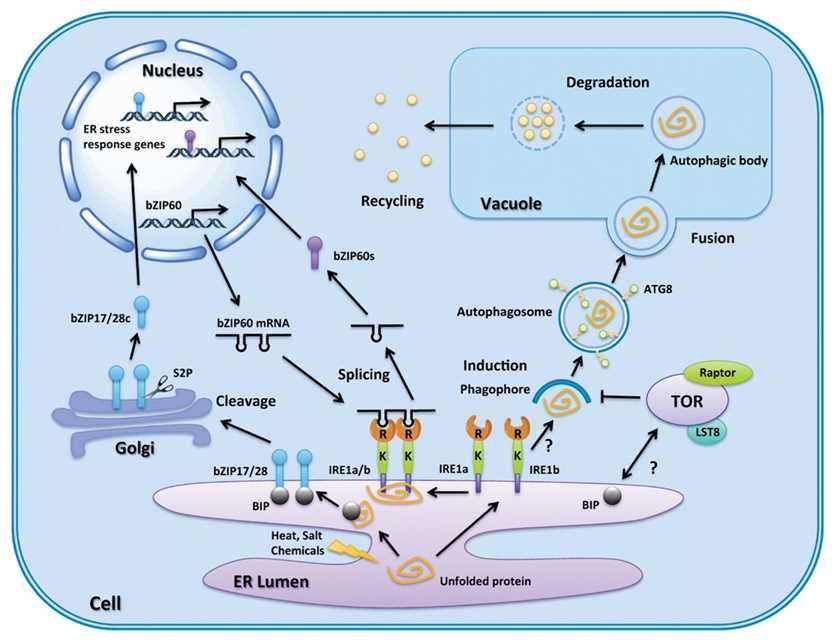 Autophagy and ER stress regulation pathways in plants.