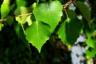 Betula pendula Breeding