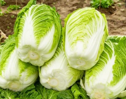 Brassica Rapa Transformation