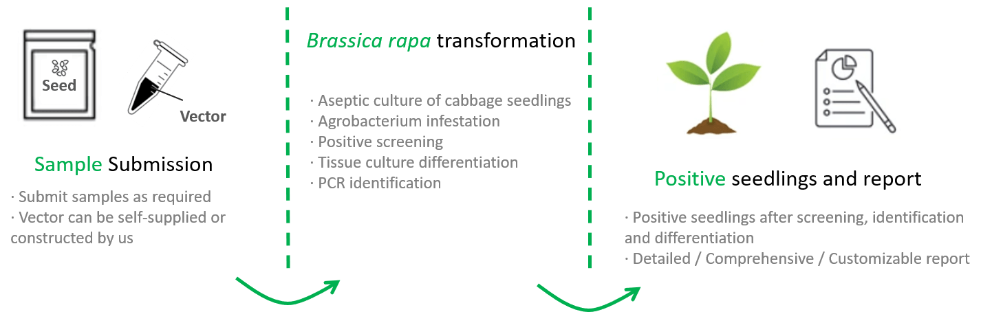 Schematic diagram of the standardized process of cabbage genetic transformation. - Lifeasible