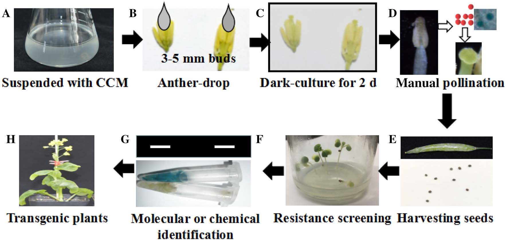 Procedure of transformation