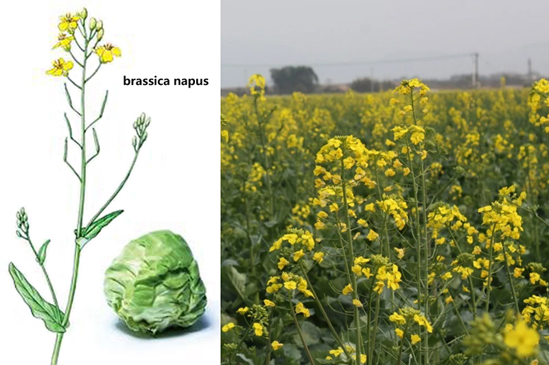 Brassica napus L.