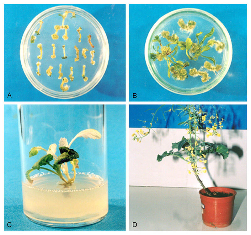 Agrobacterium mediated transformation of Brassica napus L.