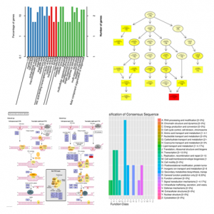 Bulk Segregant Analysis (BSA) Service