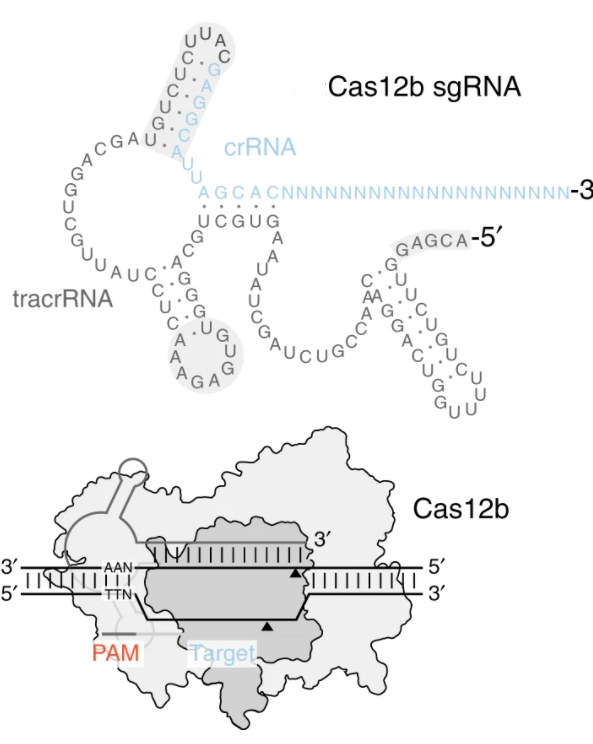 Schematic of Cas12b sgRNA design.