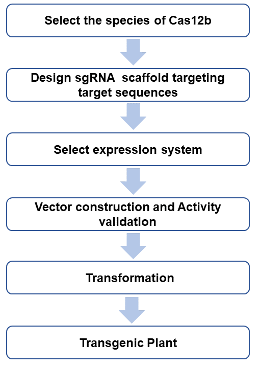 CRISPR/Cas12b system experiment procedure