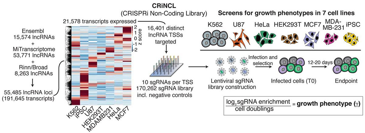  Screening of non-coding genes with CRISPRi gene knockdown library  