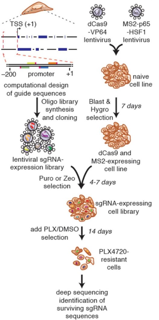  Process of full gene screening using CRISPRa SAM technology  