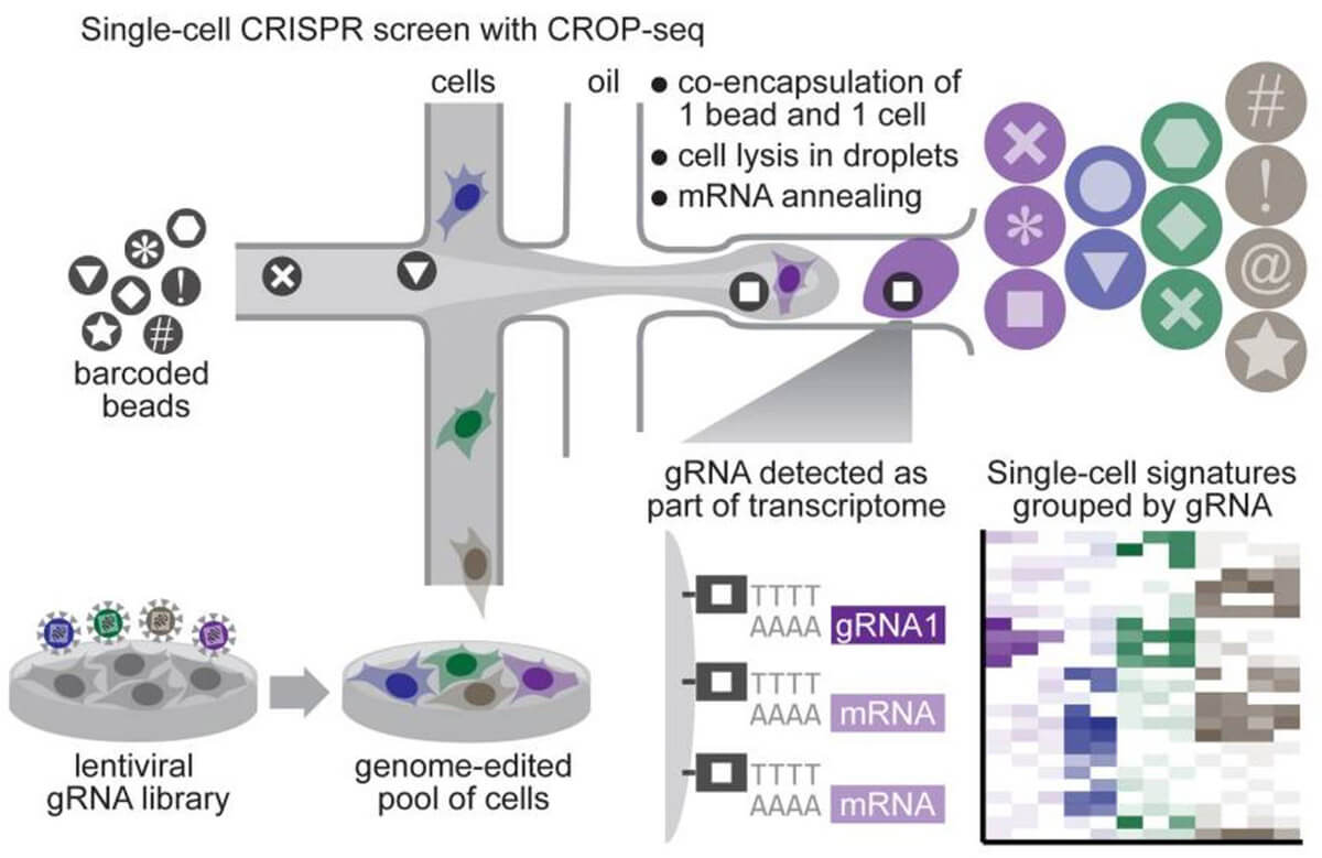Process of CRISPR screening system based on single cell sequencing 