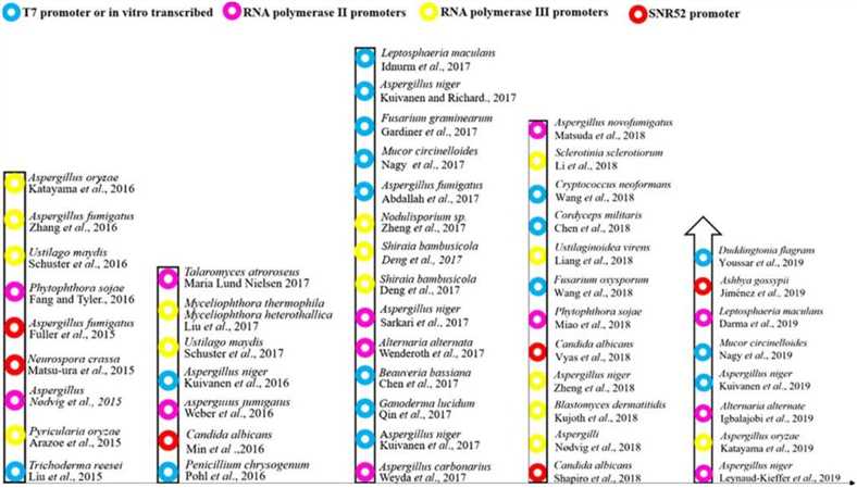 The history of the development and application of CRISPR/Cas9 technology in filamentous fungi.