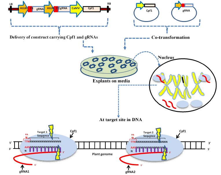 Schematic diagram of delivery of CRISPR/Cpf1 vector into plant cells and the mechanism action of editing.