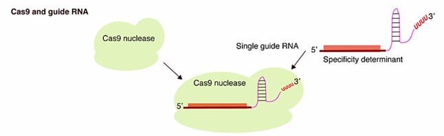 Fig. 1 The CRISPR-Cas9 system consists of a Cas9 protein and one or several guide RNA (El-Mounadi et al., 2020). 