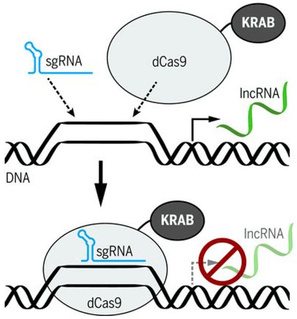 CRISPRi-mediated gene silencing