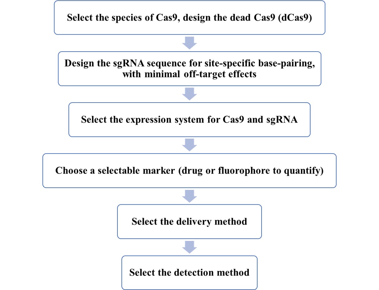 CRISPRi experiment procedure