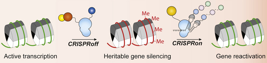 Working Mechanism of CRISPR off and on technology.