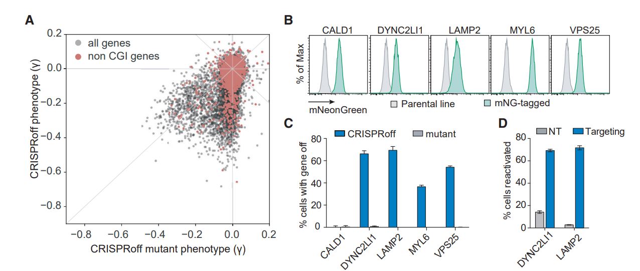 CRISPRoff-mediated silencing of genes without promoter CpG island annotations. 