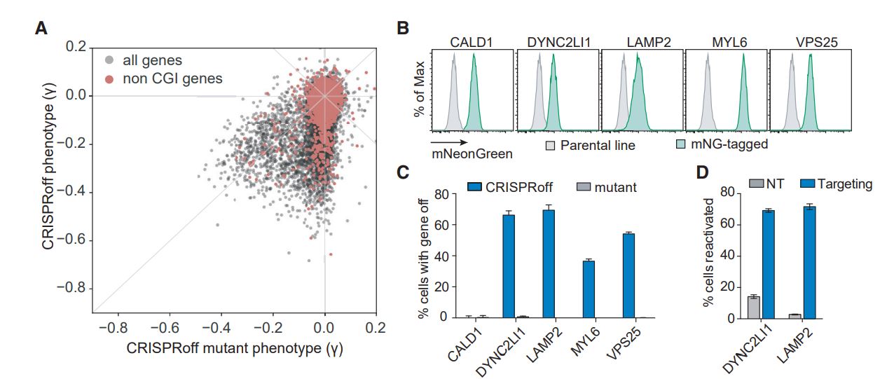 CRISPRoff-mediated silencing of genes without promoter CpG island annotations. 