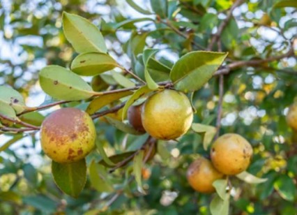 Camellia Oleifera Transformation