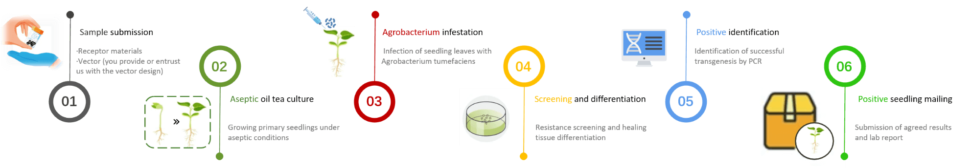 Schematic diagram of the standardized process of oil tea tree genetic transformation. - Lifeasible