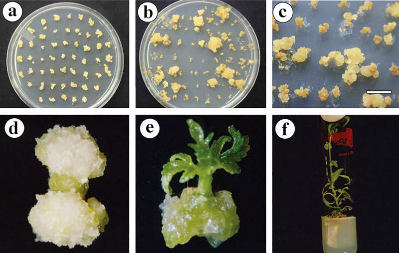 Agrobacterium-mediated transformation