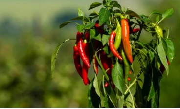 Capsicum Annuum Transformation