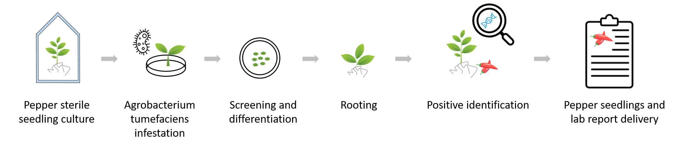 Schematic diagram of the standardized process of pepper genetic transformation. - Lifeasible