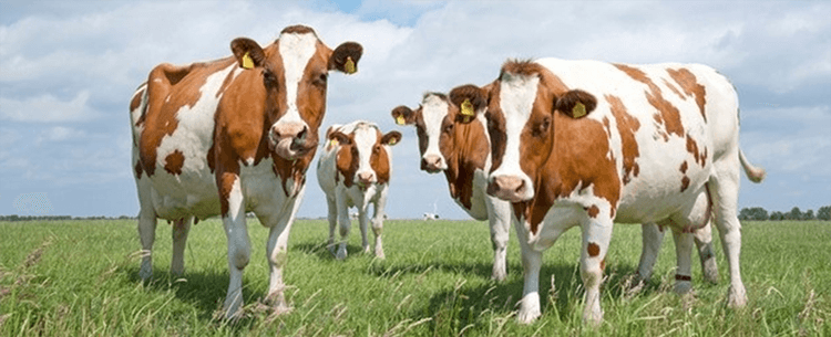 Cattle Gene Editing