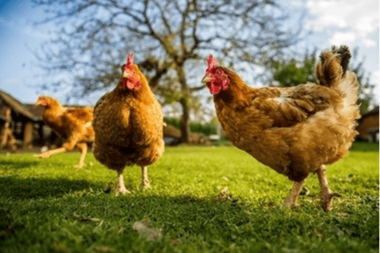 Chicken Gene Editing