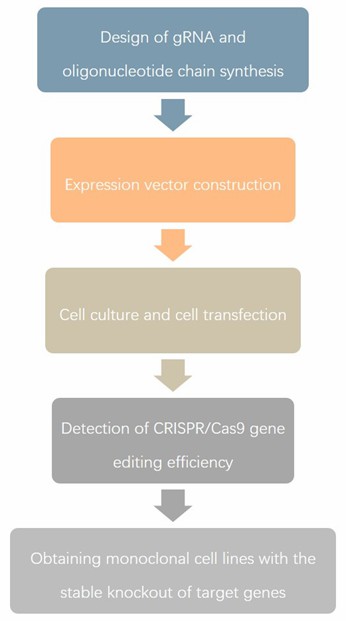Chicken Gene Editing